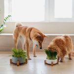 Pet Grass or Wheatgrass for dogs and cats. Wheatgrass is the fresh sprouted leaves of wheat plant